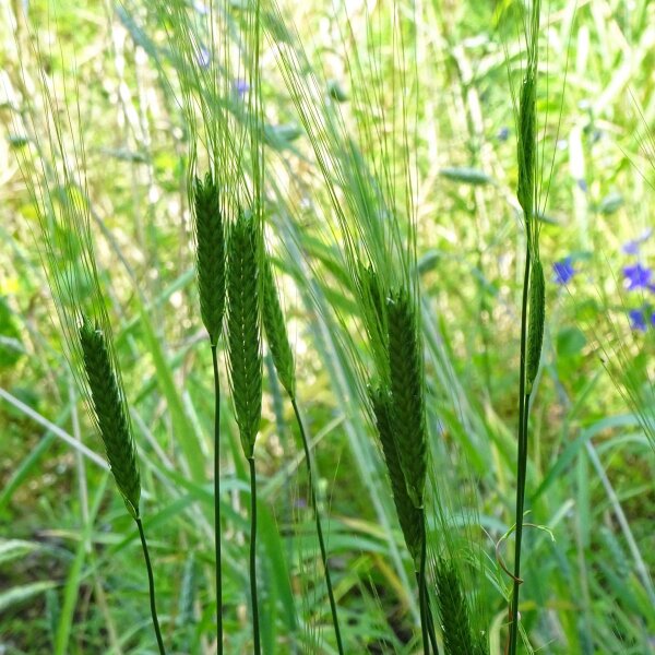 Einkorn Wheat (Triticum monococcum) seeds