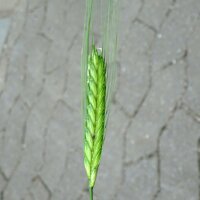 Einkorn Wheat (Triticum monococcum)