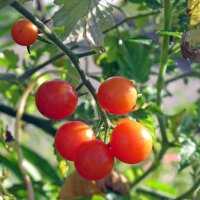 Wild Tomato Rote Murmel  (Solanum pimpinellifolium)...