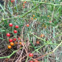 Wild Tomato Rote Murmel  (Solanum pimpinellifolium)...