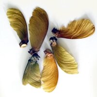 Ayahuasca / Yagé (Banisteriopsis caapi) seeds