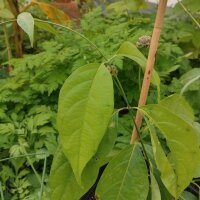Ayahuasca / Yagé (Banisteriopsis caapi)