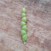 Mexican Teosinte (Zea mexicana) seeds