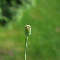 Poppy Of Troy (Papaver setigerum) seeds