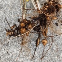Corky Fruit Water Dropwort (Oenanthe pimpinelloides) seeds