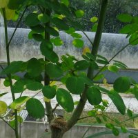 Horseradish Tree / Ben Oil Tree (Moringa oleifera) seeds