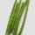 Horseradish Tree / Ben Oil Tree (Moringa oleifera) seeds