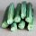 Horseradish Tree / Ben Oil Tree (Moringa oleifera) seeds