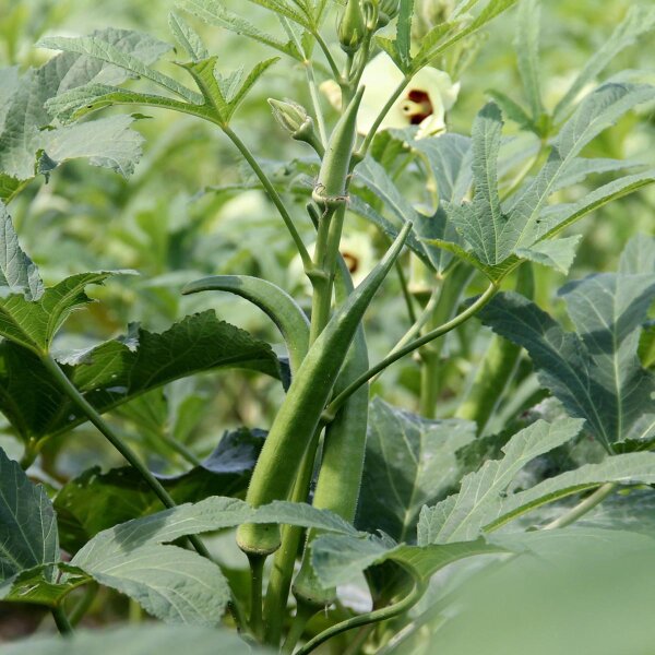 Okra (Abelmoschus Esculentus) seeds