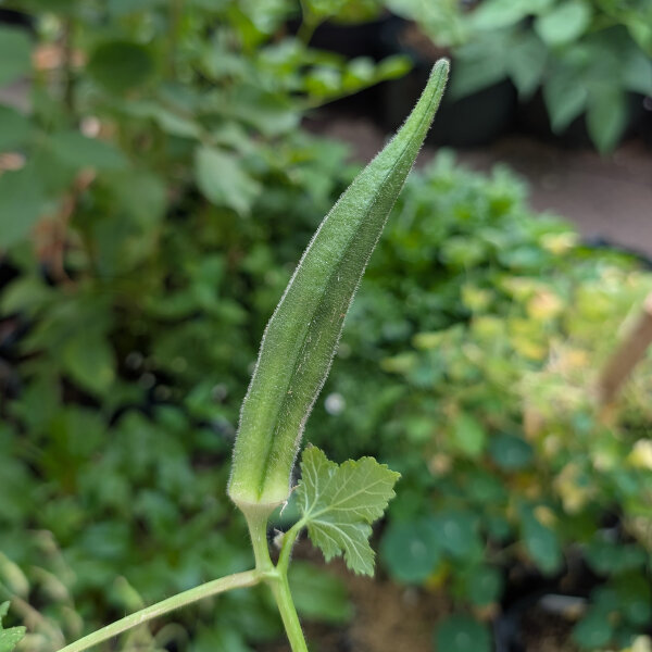 Okra (Abelmoschus Esculentus) seeds