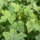 Okra (Abelmoschus Esculentus) seeds
