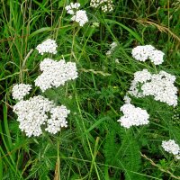 Milfoil Yarrow (Achillea millefolium) seeds