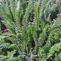 Milfoil Yarrow (Achillea millefolium) seeds