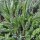 Milfoil Yarrow (Achillea millefolium) seeds