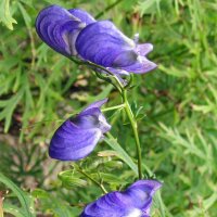 Aconite / Wolfsbane (Aconitum napellus) seeds