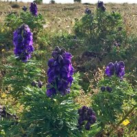 Aconite / Wolfsbane (Aconitum napellus) seeds