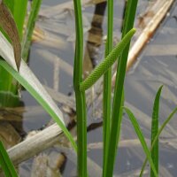 Sweet Flag (Acorus calamus) seeds