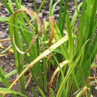 Sweet Flag (Acorus calamus) seeds