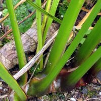 Sweet Flag (Acorus calamus) seeds