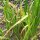 Sweet Flag (Acorus calamus) seeds