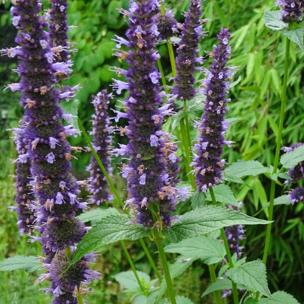Mexican Giant Hyssop (Agastache Mexicana) seeds