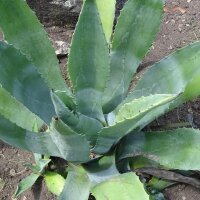Maguey Mezcal Plant (Agave americana)