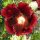 Black Hollyhock (Alcea rosea var. nigra) seeds