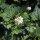 Jack-By-The-Hedge (Alliaria Petiolata) seeds