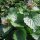 Jack-By-The-Hedge (Alliaria Petiolata) seeds