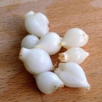 Crow Garlic (Allium Vineale)