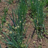 Welsh Onion (Allium Fistulosum) seeds