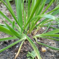 German Garlic (Allium Senescens) seeds