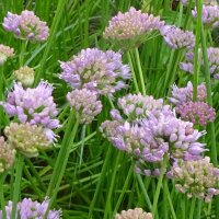 German Garlic (Allium Senescens) seeds