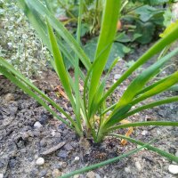 German Garlic (Allium Senescens) seeds