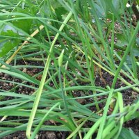 Chinese Chives / Fragrant Garlic (Allium Odorum) seeds