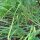 Chinese Chives / Fragrant Garlic (Allium Odorum) seeds