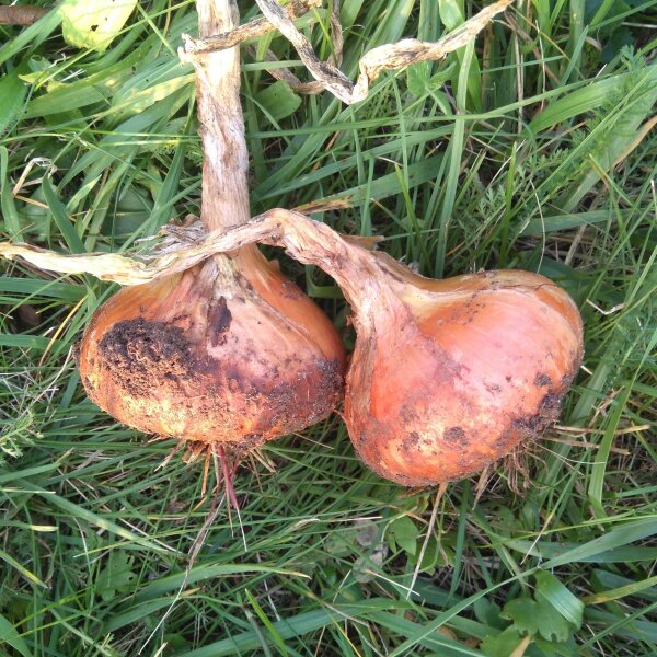 Onion Stuttgarter Riesen (Allium Cepa) seeds