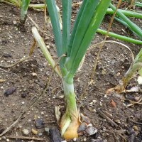 Onion Stuttgarter Riesen (Allium Cepa) seeds