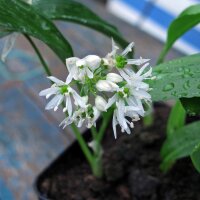 Ramsons / Bear Garlic (Allium Ursinum) seeds