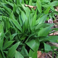 Ramsons / Bear Garlic (Allium Ursinum)