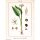 Ramsons / Bear Garlic (Allium Ursinum) seeds