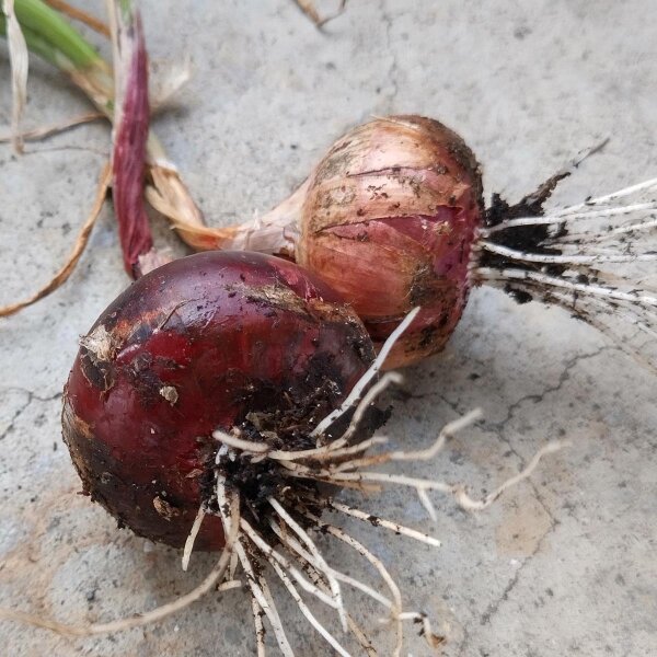 Red Onion Red Brunswick (Allium Cepa) seeds