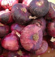 Red Onion Red Brunswick (Allium Cepa) seeds