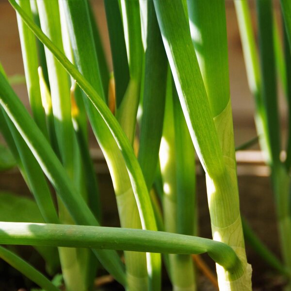 Bunching Onion Ishikura (Allium fistulosum) seeds