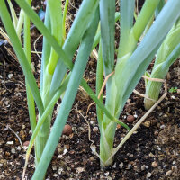 Japanese Shimonita Bunching Onion (Allium fistulosum) seeds