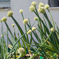 Japanese Shimonita Bunching Onion (Allium fistulosum) seeds