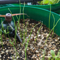 Japanese Shimonita Bunching Onion (Allium fistulosum) seeds