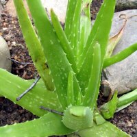 Aloe Vera (Aloe Barbadensis) seeds