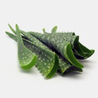 Aloe Vera (Aloe Barbadensis) seeds