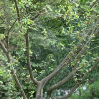 Snowy Mespilus / Serviceberry (Amelanchier ovalis) seeds